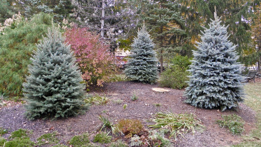 Colorado Blue Spruce Screening - POPEL Landscaping and Design, LLC